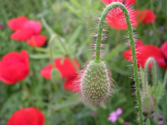  첨부파일  - DSCN8092.jpg