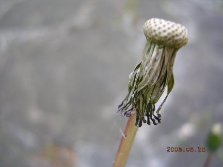  첨부파일  - downloadCAPIHYM3.jpg